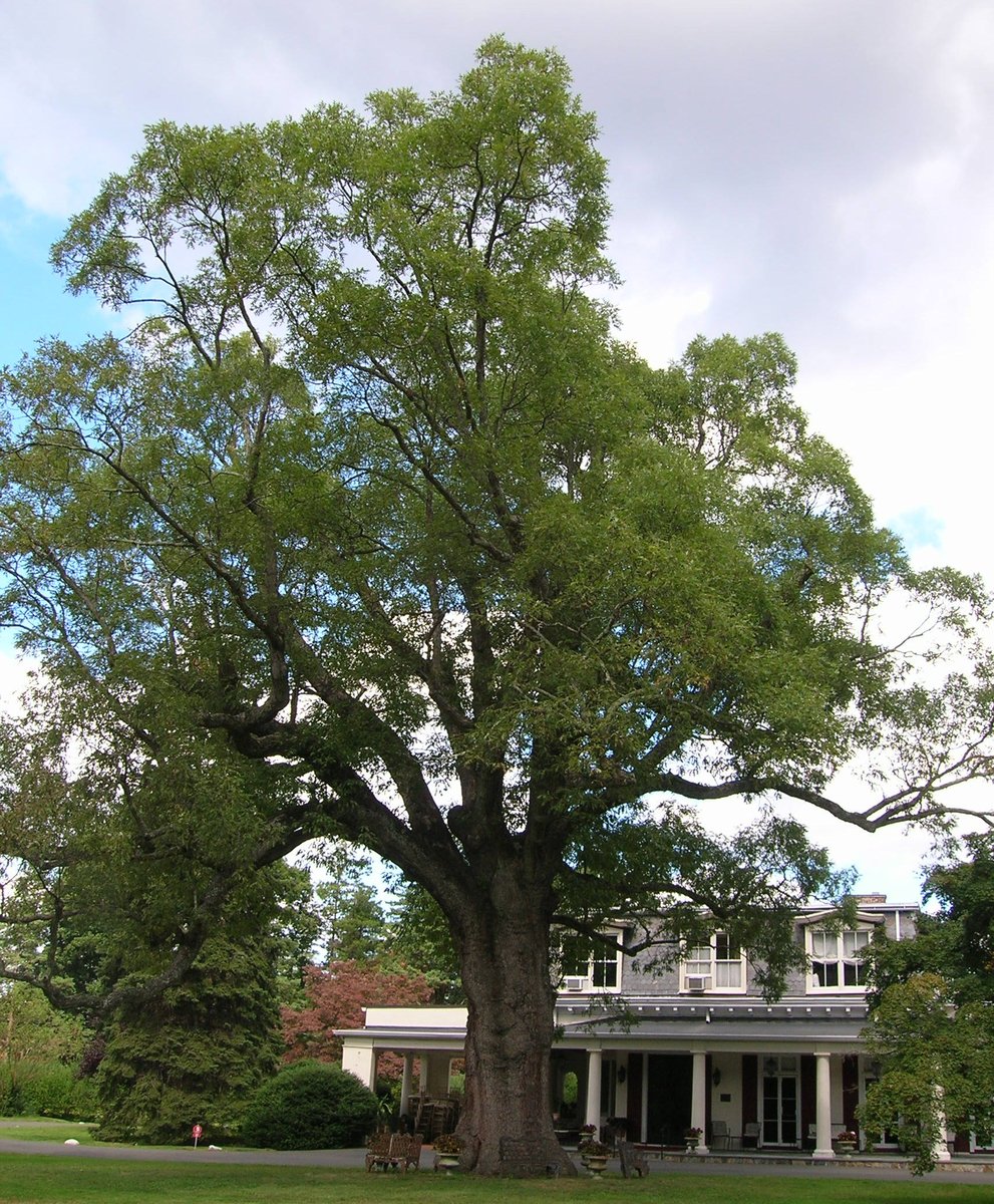 Scarsdale, NY - ファイル:Old Oak Tree - Scarsdale Woman's Club - Scarsdale, NY - September  2012.jpg